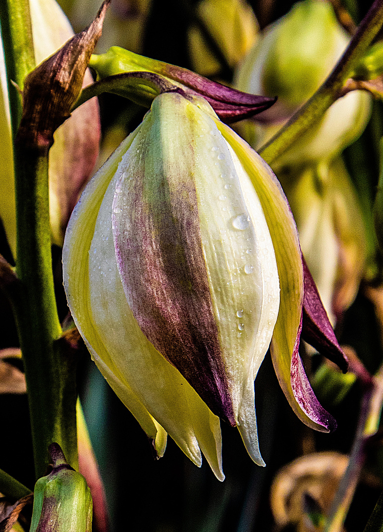 Einzelblüte der Palmlilie 