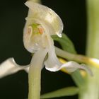 Einzelblüte derGrünlichen Waldhyazinthe Platanthera chlorantha)