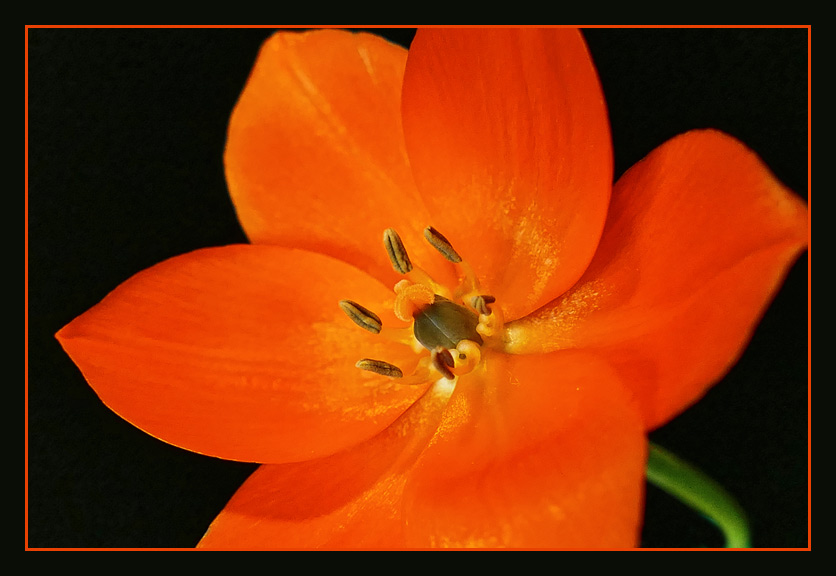 Einzelblüte des orangefarbenen Milchsterns