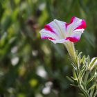 Einzelblüte