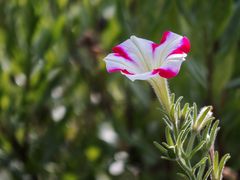 Einzelblüte