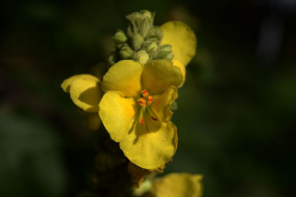 Einzelblüte einer Königskerze