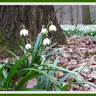 Einzelblüte oder Teppich?