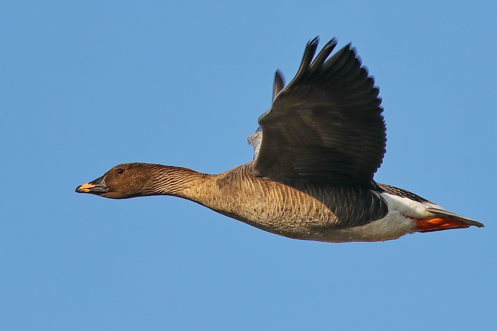 Einzelflieger, sonst in Scharen zu sehen