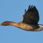 Einzelflieger, sonst in Scharen zu sehen