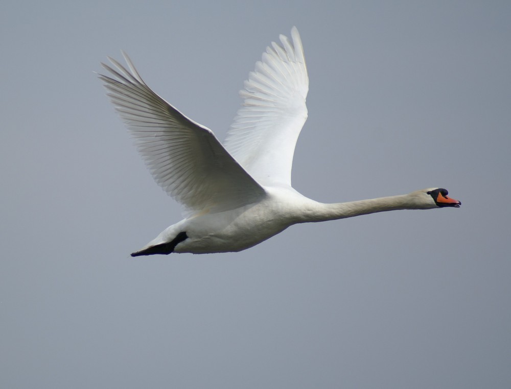 Einzelflug