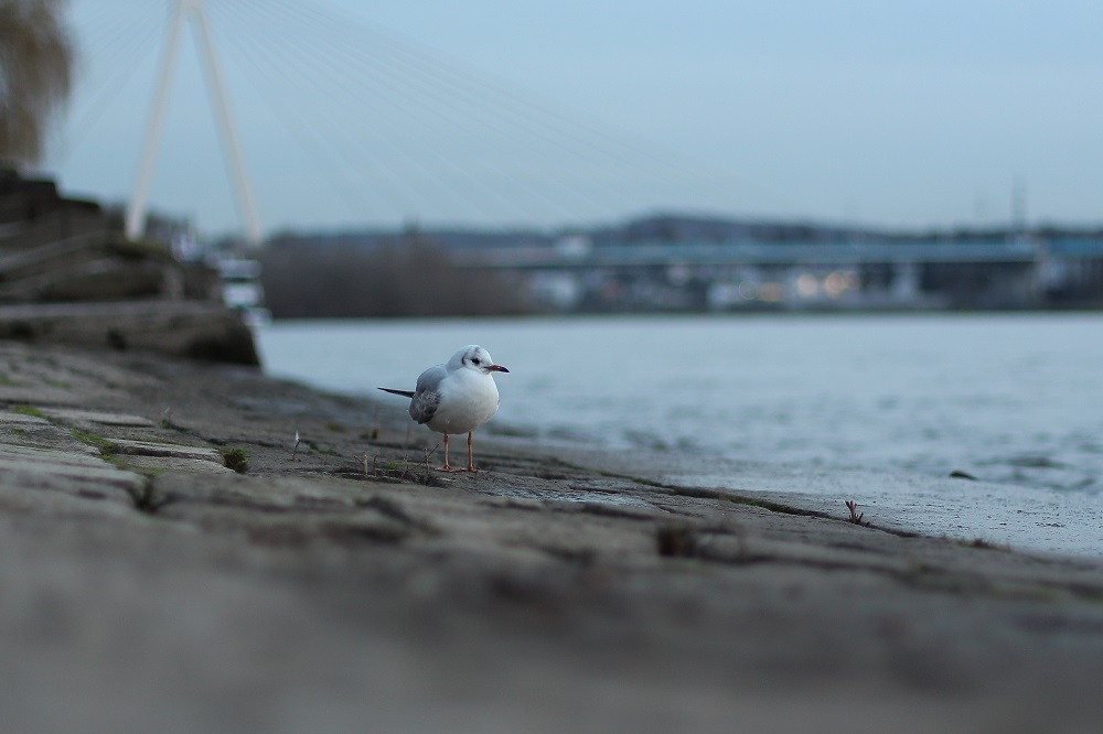 Einzelgänger am Rhein