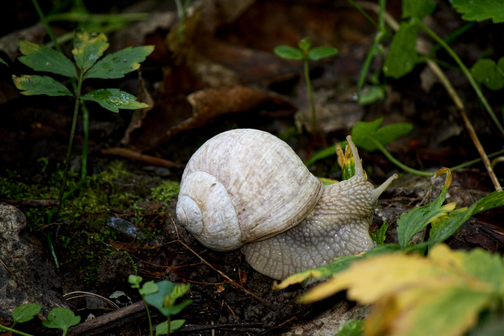 Einzelgänger furchtlos allein im Wald