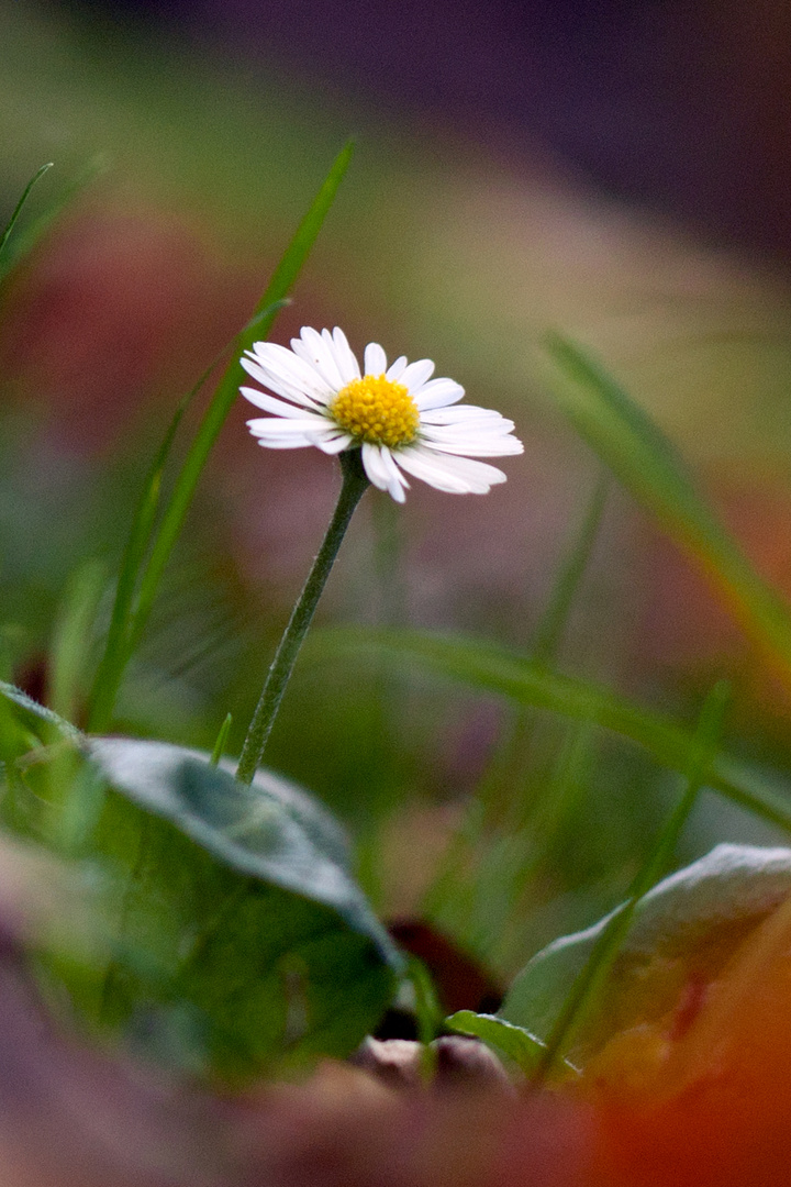 Einzelgänger Gänseblümchen