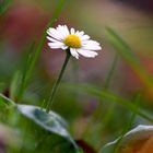 Einzelgänger Gänseblümchen