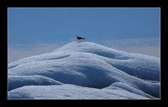 Einzelgänger im Eis, Jökulsárlón