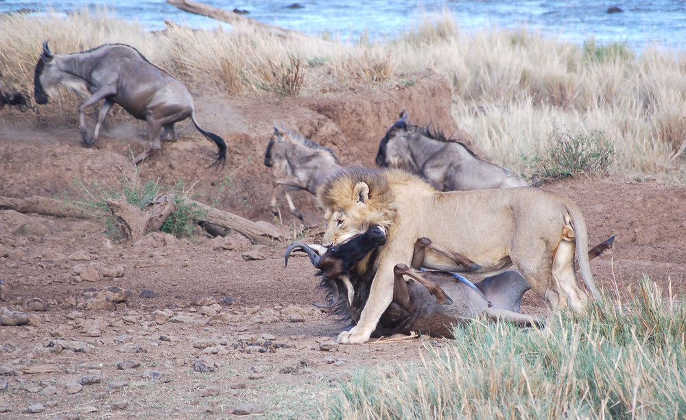 Einzelgänger / Massai Mara 2006
