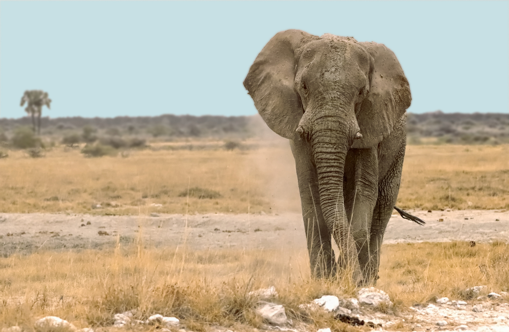 Einzelgänger (Namibia, Etosha)