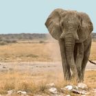 Einzelgänger (Namibia, Etosha)