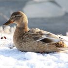 Einzelgängerin im Schnee