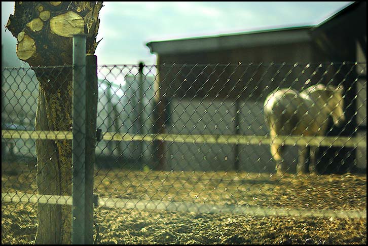 Einzelhaft im Paddock