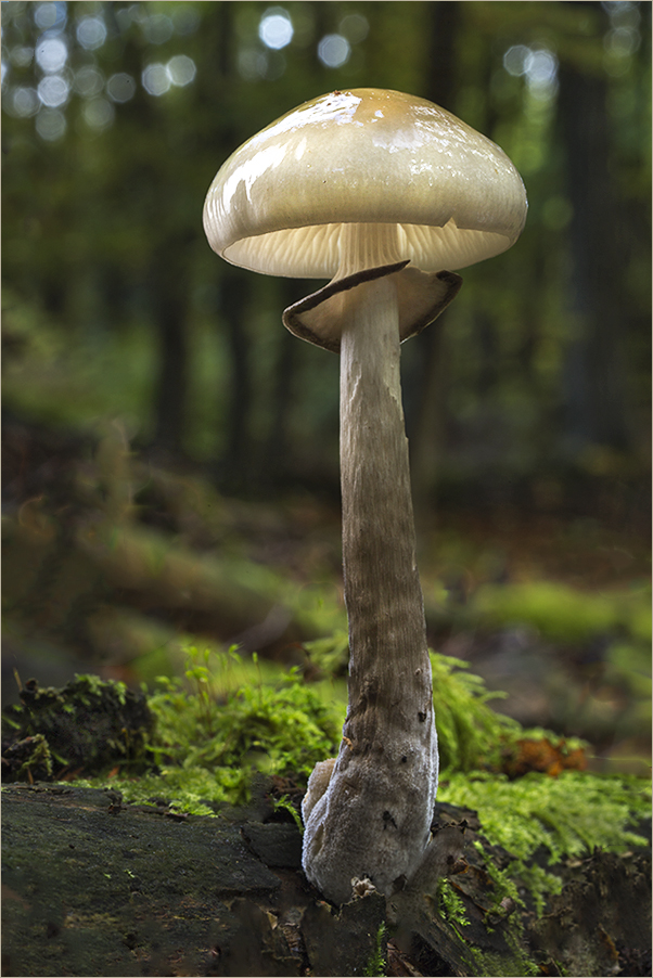 Einzelkämpfer im Nationalpark Kellerwald