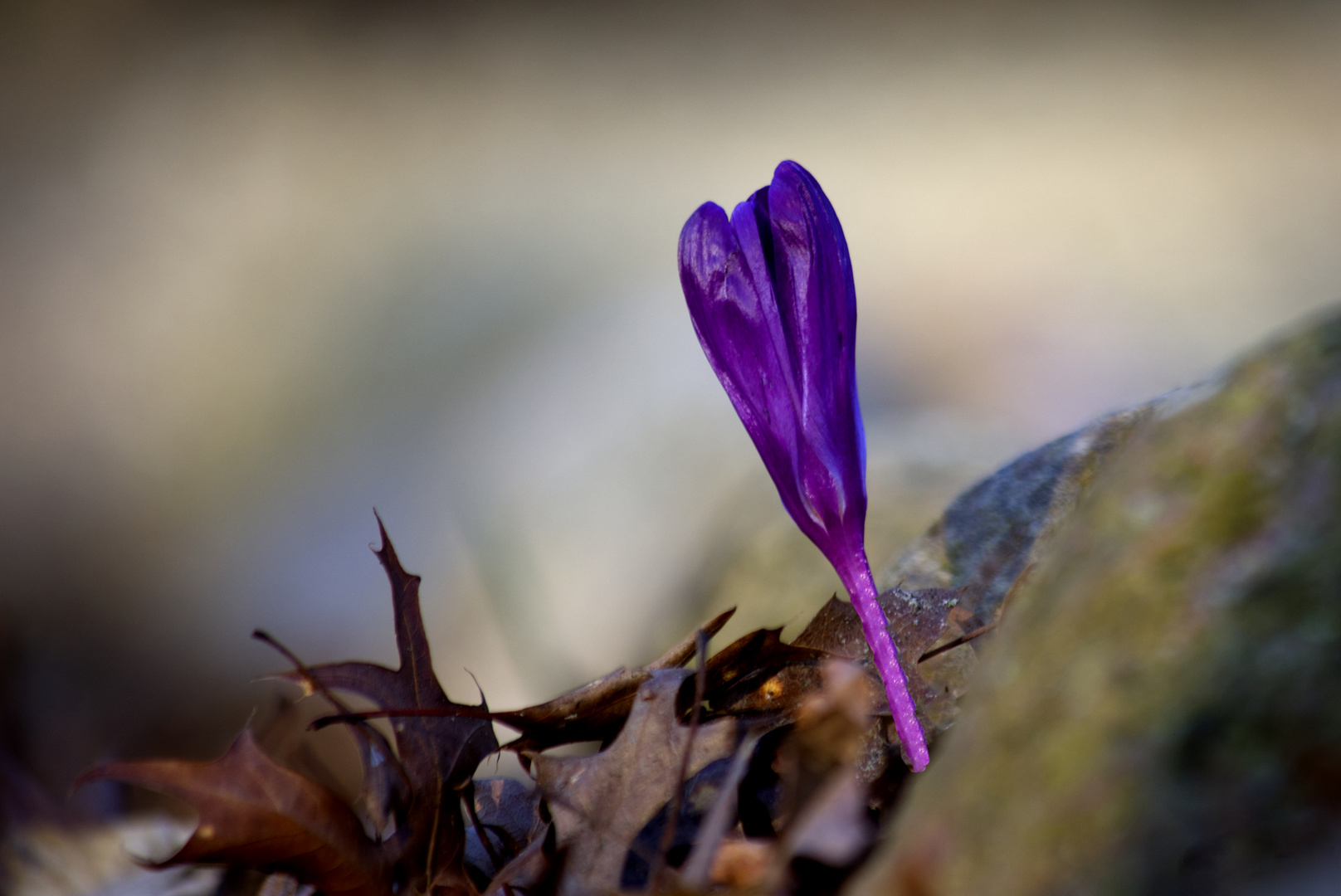 Einzelkämpfer Krokus