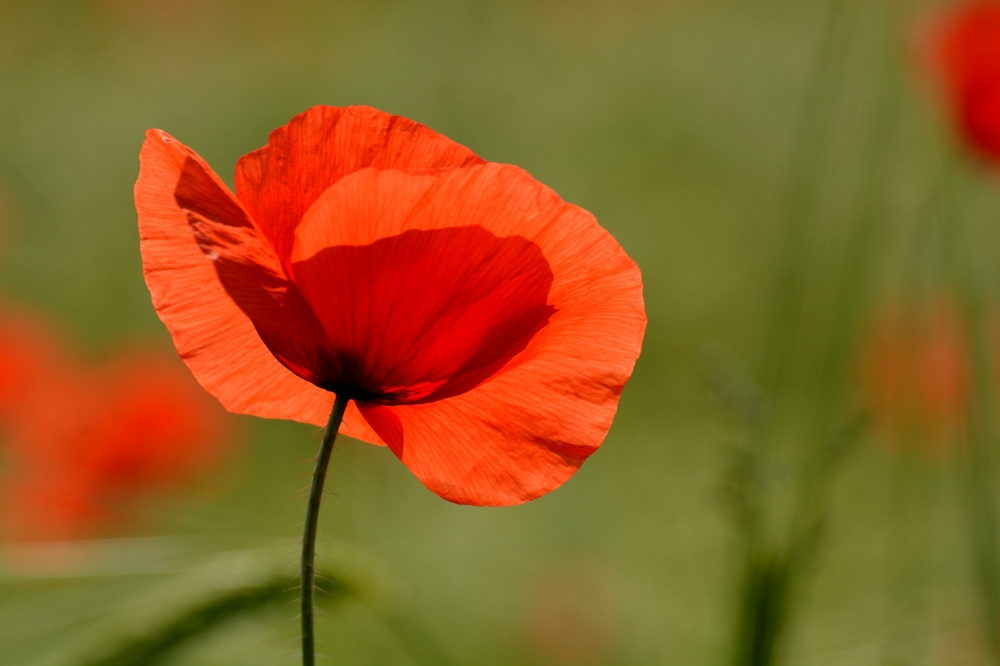 Einzelmohn