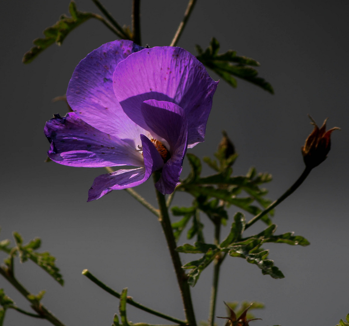 Einzelne Blute Foto Bild Pflanzen Pilze Flechten Blumen Natur Bilder Auf Fotocommunity