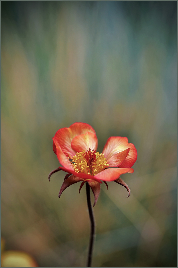 einzelne Blüte