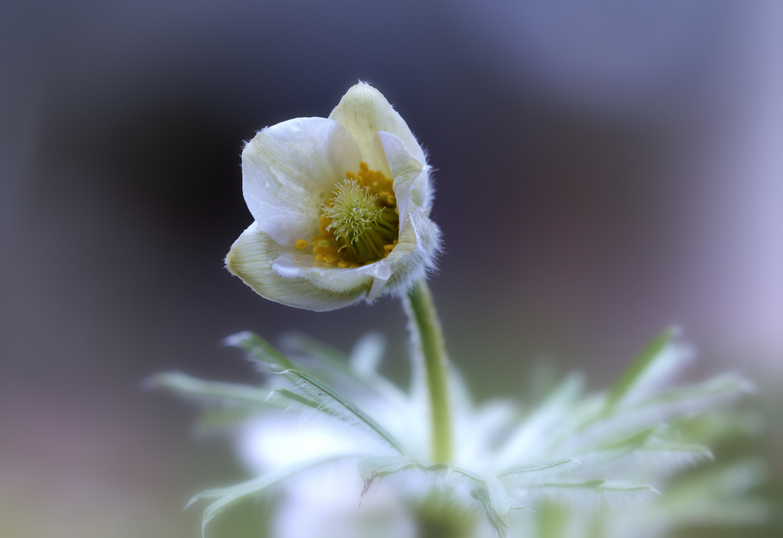 einzelne Blüte