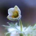 einzelne Blüte