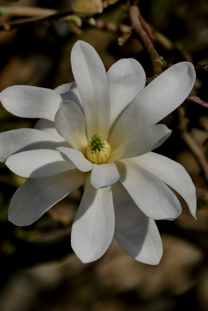 Einzelne Blüte