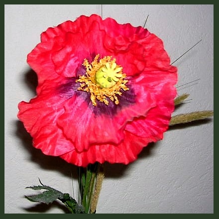 Einzelne Blute Foto Bild Pflanzen Pilze Flechten Bluten Kleinpflanzen Natur Bilder Auf Fotocommunity