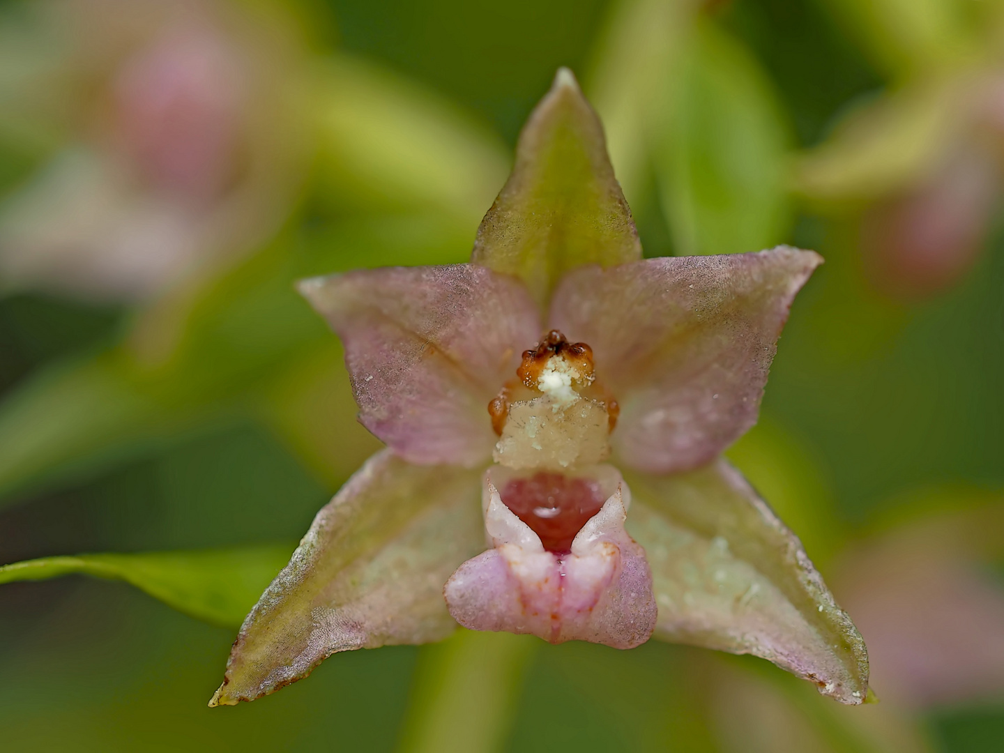 Einzelne Blüte vom Breitblättrigen Stendelwurz (Epipactis helleborine) 