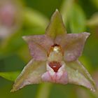 Einzelne Blüte vom Breitblättrigen Stendelwurz (Epipactis helleborine) 