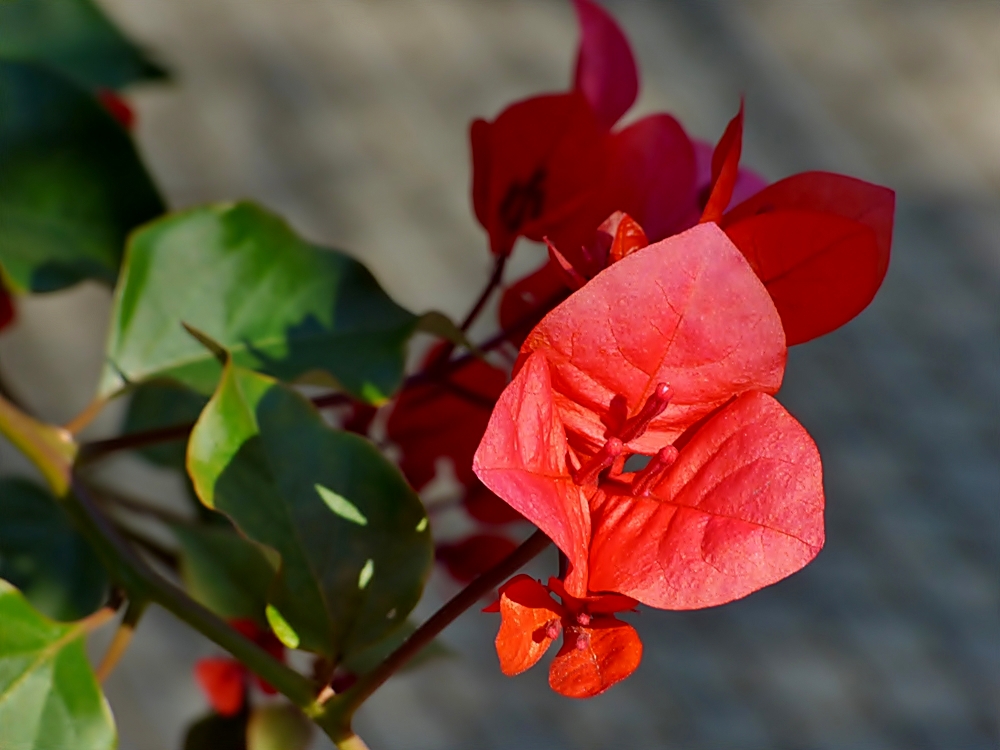 Einzelne Bougainvillea-Blüte.