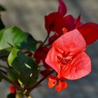 Einzelne Bougainvillea-Blüte.