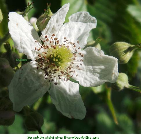 Einzelne-Brombeerblüte (Archiv)