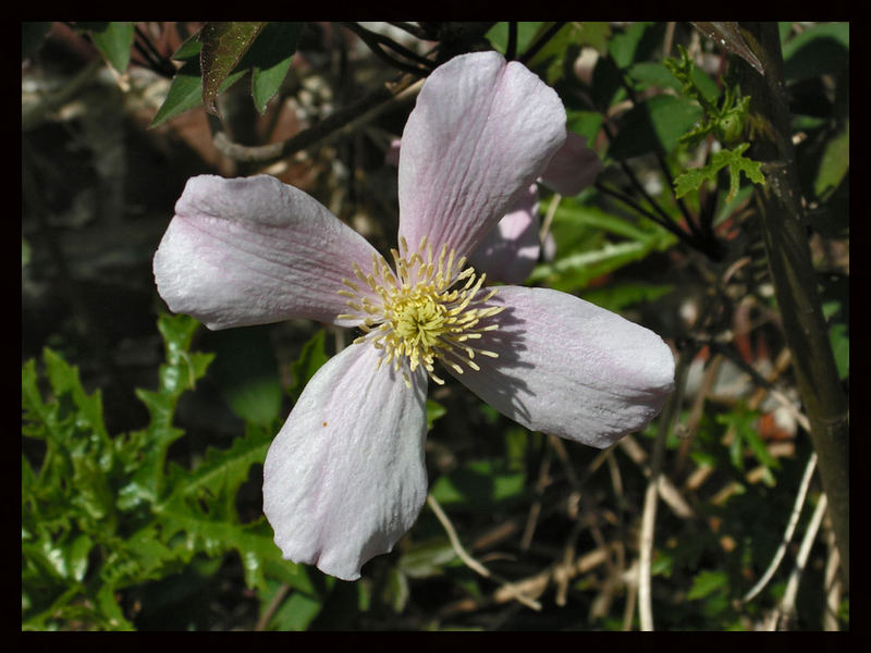 Einzelne Clematisblüte