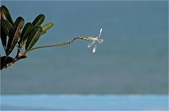 einzelne Frangipani Blühte über Pool und Meer