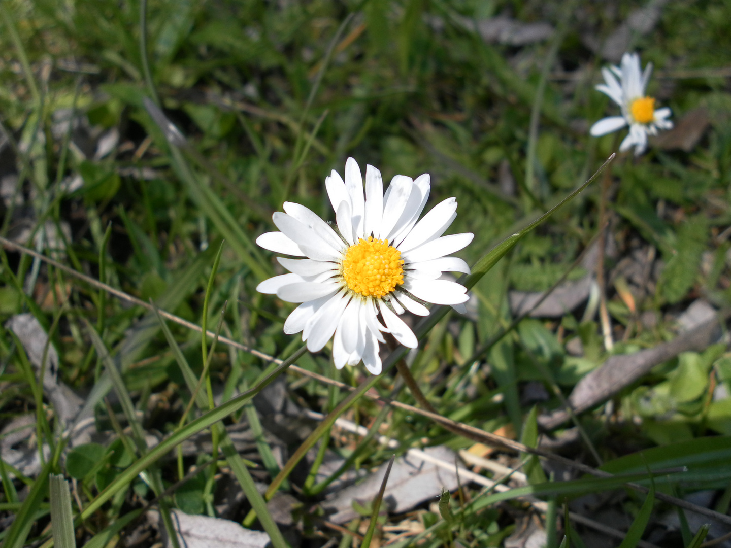 Einzelne Gänseblümchen