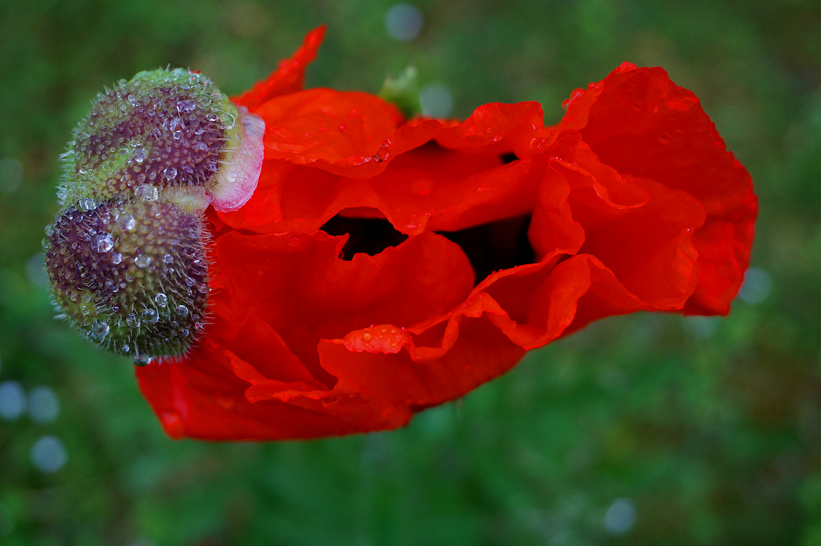 Einzelne  Gartenmohnblume