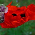 Einzelne  Gartenmohnblume