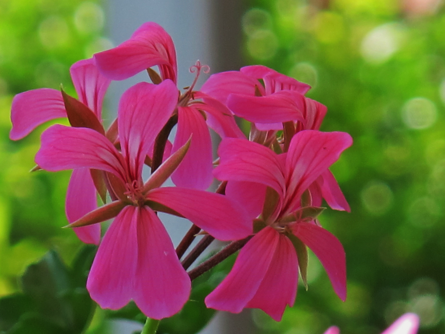 einzelne Geranienblüte