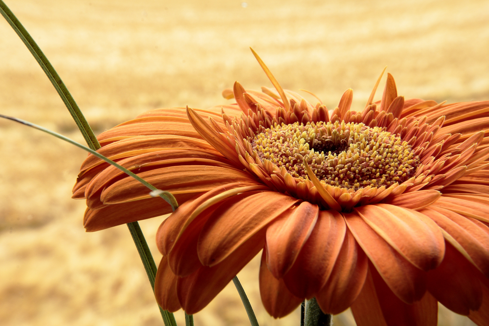 einzelne Gerbera