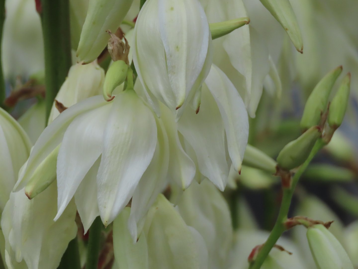 Einzelne Glocken der Yukka-Palme