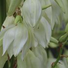 Einzelne Glocken der Yukka-Palme