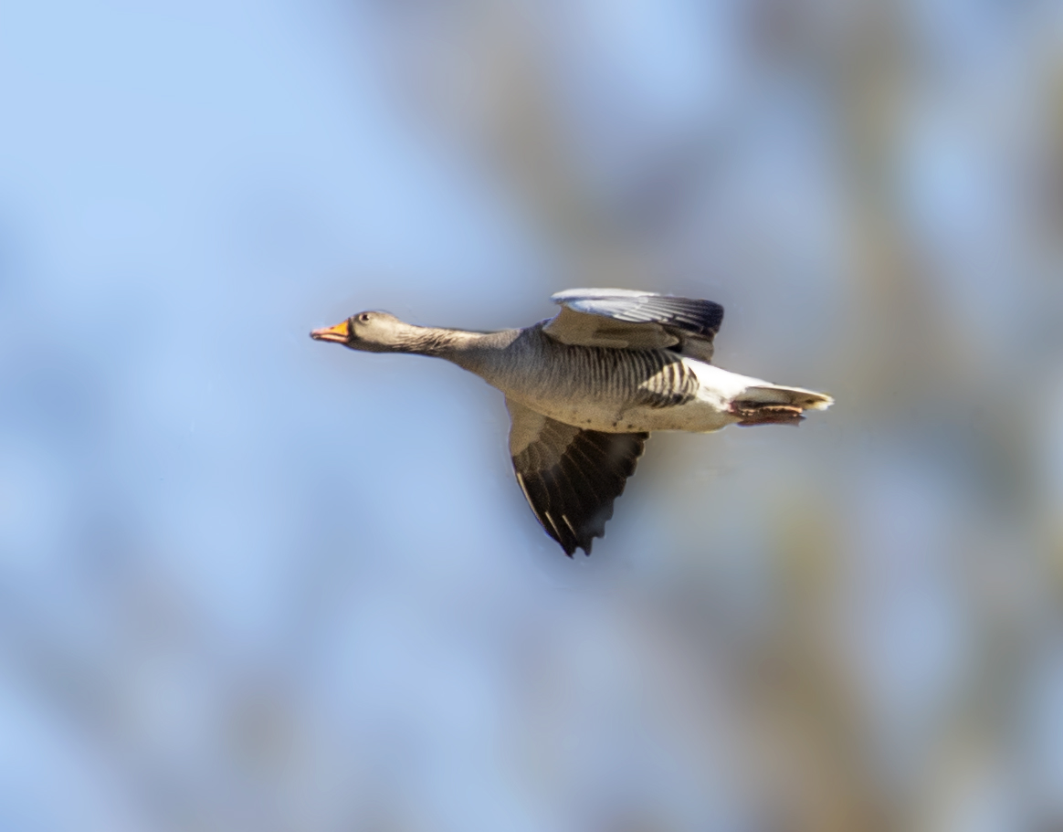  Einzelne Graugans im Flug