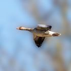  Einzelne Graugans im Flug