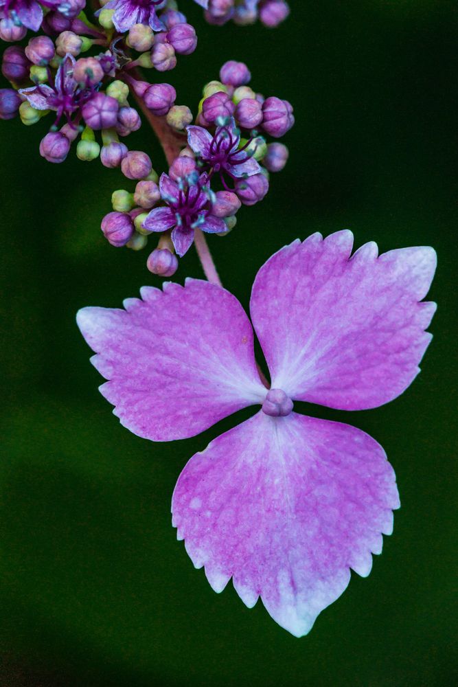 Einzelne Hortensienblüte