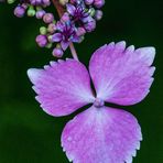 Einzelne Hortensienblüte