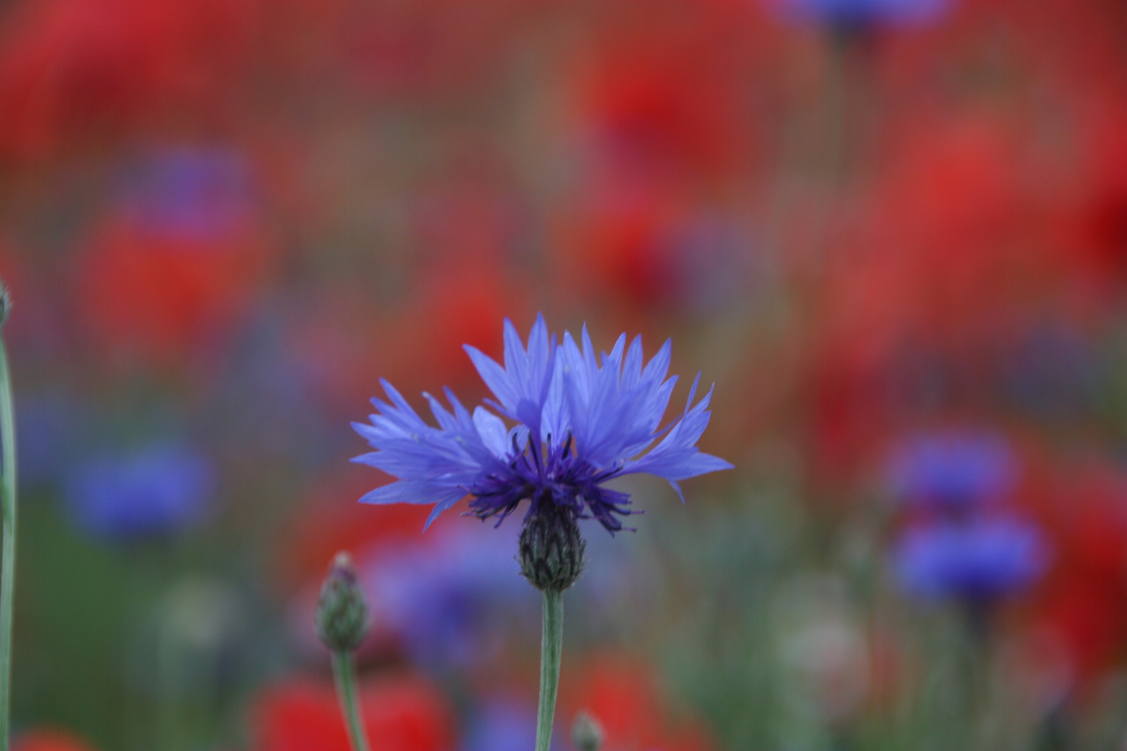 Einzelne Kornblume