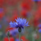 Einzelne Kornblume