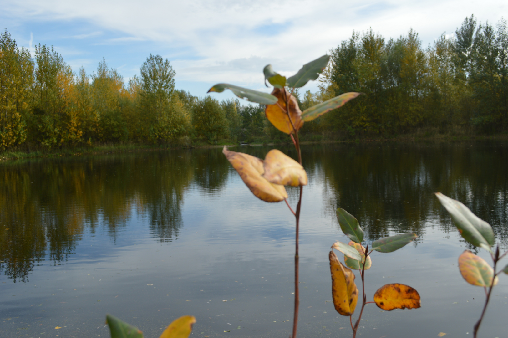 Einzelne letzte Blätter im Herbst